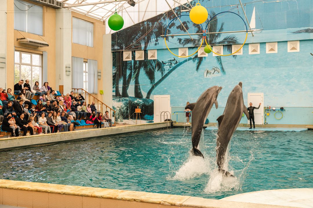 Экскурсия "Дельфинарий (Кисловодск)"