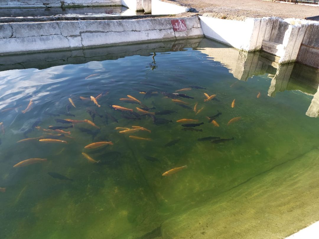 Экскурсия "Форелевое хозяйство"