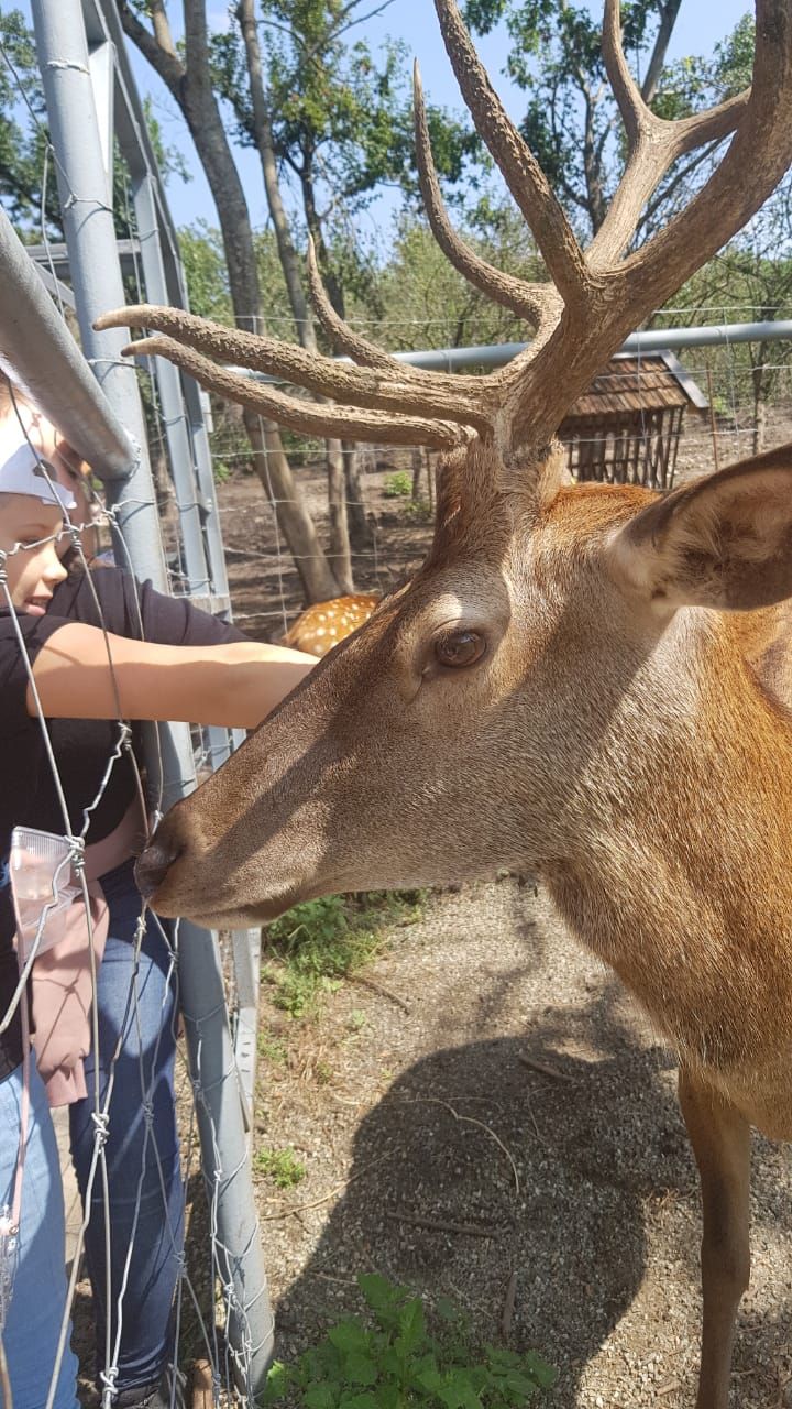 Экскурсия "Оленья ферма «Deer farm»"