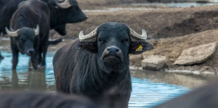 Ферма буйволов